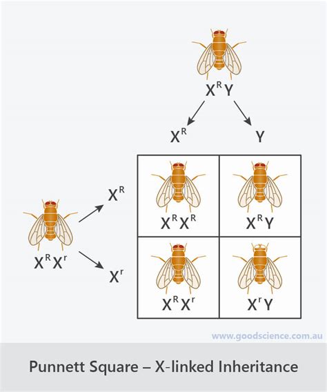 A punnett square is used to help determine which genes a child of 2 parents will have. Punnett Squares | Good Science