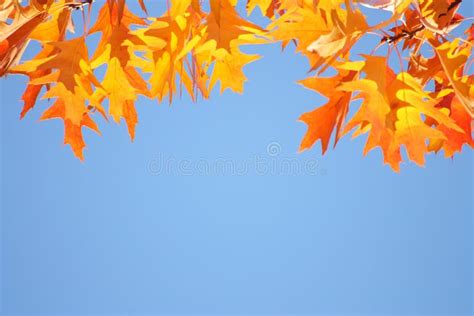 Autumn Fall Sky Background Golden Leaves Stock Photo Image Of