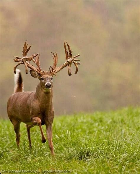 A Deer With Antlers Standing In The Grass