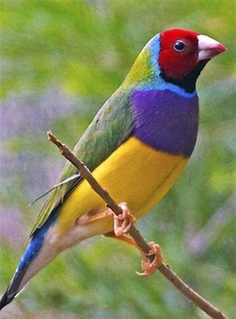 The Lady Gouldian Finch Erythrura Gouldiae Or Rainbow Finch Is A