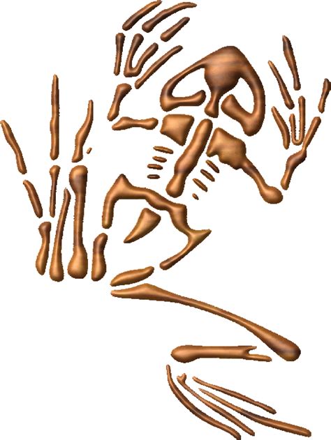 Seal Bone Frog Clipart Full Size Clipart 2271768 Pinclipart