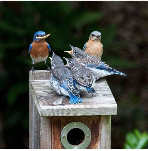 Pin By Susan On Nesting Time Animals Eastern Bluebird Blue Bird