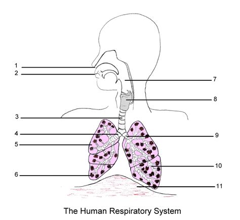 Respiratory System