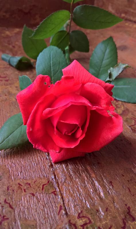 A Single Red Rose Sitting On Top Of A Wooden Table