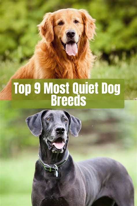 Top 9 Most Quiet Dog Breeds Quiet Dog Breeds Calm Dog Breeds Dog Breeds