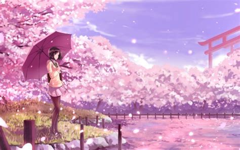 Anime Girl Purple Umbrella Pink Sakura Flowers Background 4k Hd Anime