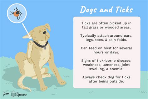 Where Do Ticks Normally Bite Dogs