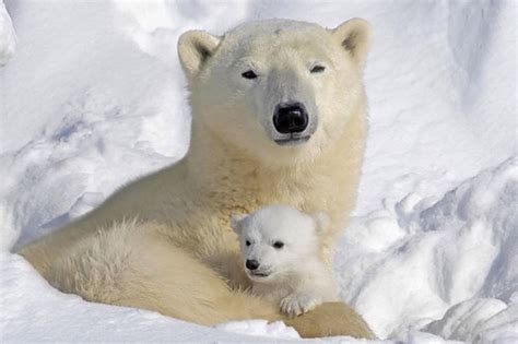 Polar Bear Cubs Polar Bears Photo 27613798 Fanpop