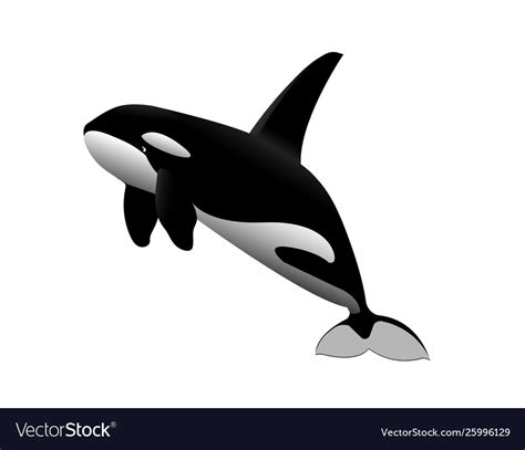 Young Killer Whale Royalty Free Vector Image Vectorstock