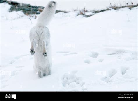 Arctic Fox Vulpes Lagopus In Winter Fur Hunting For Lemmings Wrangel