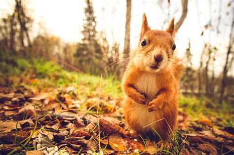20 лучших фото животных в осеннем лесу