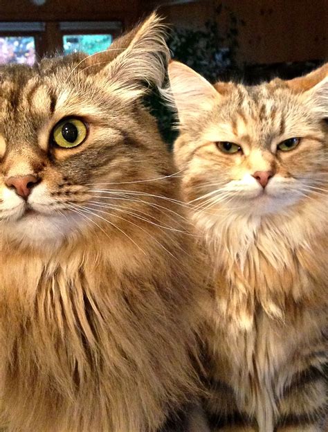 Classic Brown Tabby And Golden Torbie Siberian Cats Siberian Forest