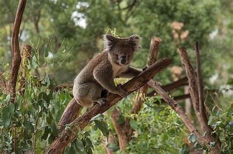 What Is The Role Of Koalas In The Ecosystem Worldatlas