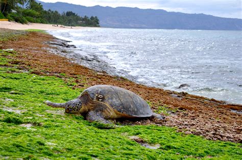 Hawaiian Green Sea Turtle Lanikea Beach Turtle Beach Oahu Green