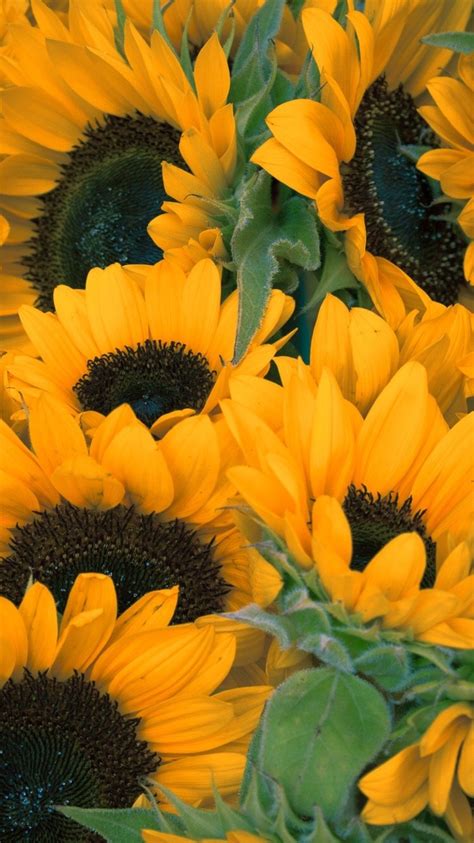 Lockscreens 💕 Sunflower Lockscreens Like Or Reblog If You