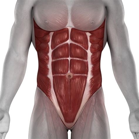 Skeletal muscles are the only muscles that can be consciously controlled. Anatomy of the Abdominal Wall and Core Muscles