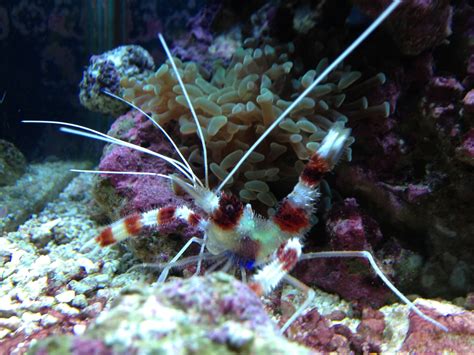 Coral Banded Shrimp Reef Aquarium Reef Tank Saltwater Aquarium