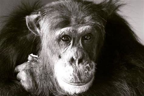 How Chimpanzees Can Teach Us All To Be More Human Chimpanzee