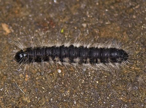 Black Fuzzy Caterpillar Copyright © Daniel Ruyle Flickr