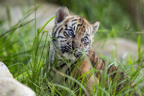 Three Rare Tiger Cubs Make Their Adorable Debut At Zoo