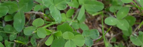 Grass Clover Ley In Organic Rotations Agricology