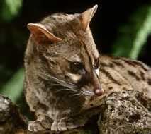 Ancien élève de l'ecole normale supérieure, agrégé de lettres, il a été de 1956 à 1963 professeur d'hypokâgne au mans. La genette
