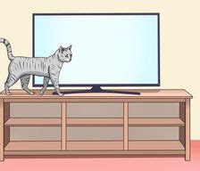 Europäisch kurzhaar katzenbaby hallo habe zwei baby katzen zum verschenken weitere angaben: Katzen - wikiHow