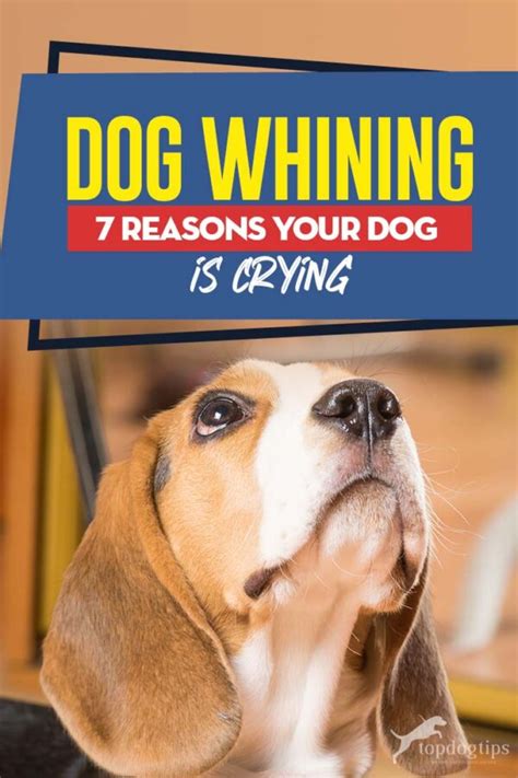 Dog Whining 7 Reasons Your Dog Is Crying
