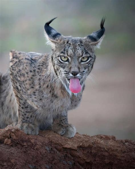 Iberianlynx Tumblr Gallery