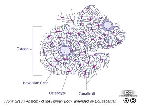 Mature compact bone is structurally layered or lamellar. 6 Osteocytes within compact bone | Download Scientific Diagram