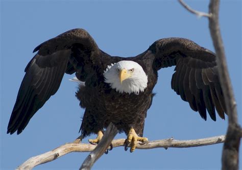 Interesting Facts About Bald Eagles Nest Pictures