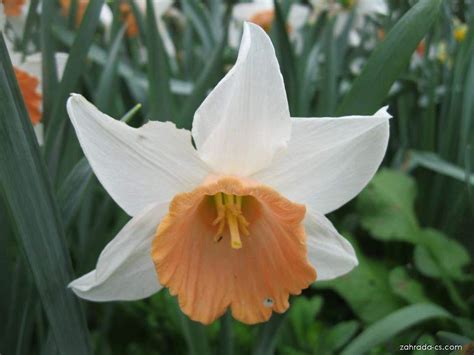 Narcis Narcissus Chromacolor Květy Květenství Zahrada