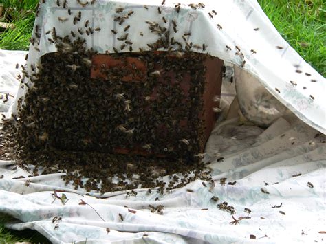 Swarms High Weald Beekeepers Association