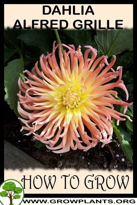 Each flower is a blend of salmon pink and orange, which merges into yellow towards the centre. Dahlia Alfred grille - How to grow & care