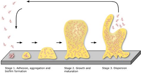 Key Stages Of Biofilm Development And Life Cycle 1 Adhesion