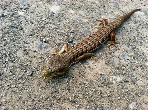 Southern Alligator Lizard Facts And Pictures