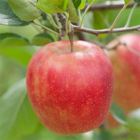 follow these guidelines to keep trees healthy and productive growing fruit farm gardens apple