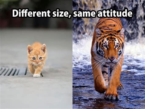 See The Marvelous Funny Tiger And Cat Memes Hilarious Pets Pictures