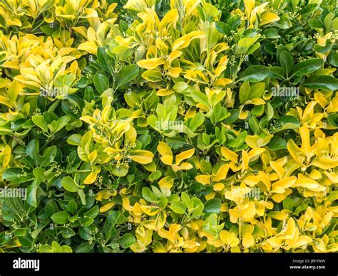 Variegated Green And Yellow Golden Euonymous Bush Hedge Stock Photo