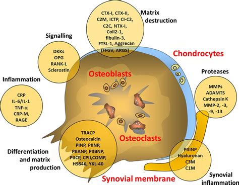 Sources Of Possible Biomarkers In Osteoarthritis1020 C2c Cleavage Of