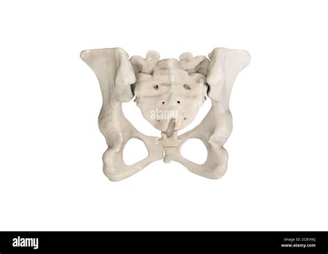 Bassin squelette humain anatomie pelvienne féminine de l os hanche illustration D os