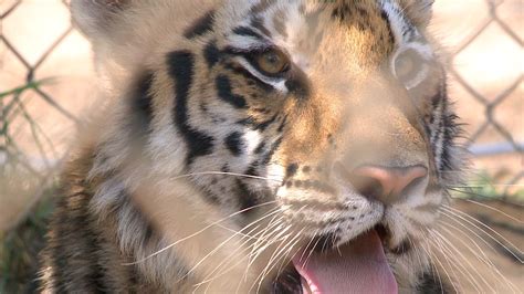 Tiger Rescued From Smugglers At Border Given To Local Shelter Fox 5