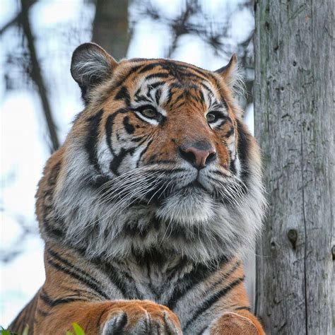 Animal Fact File Sumatran Tiger Schools