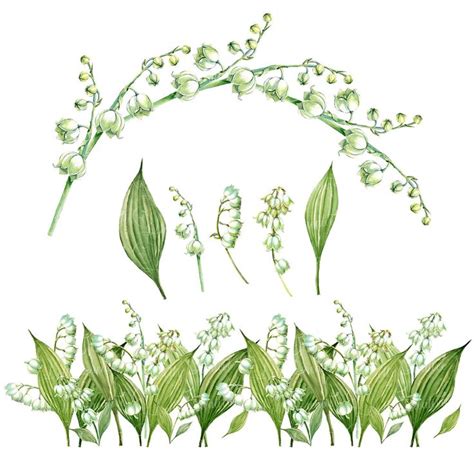 Lilly Of The Valley Hand Painted Watercolor Clipart Etsy Italia