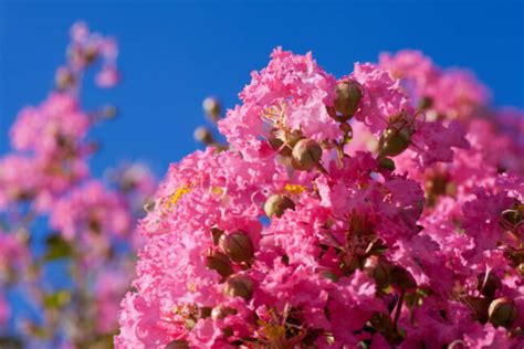 20 Incredible Trees With Pink Flowers That You Should Add To Your Garden