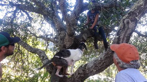 catahoula leopard dog climbing  tree youtube