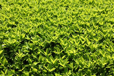 Free Images Tree Grass Lawn Leaf Flower Foliage Pattern Green High Produce Evergreen