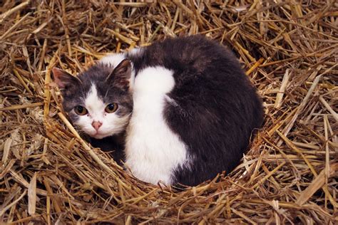 Farm Cat Hay · Free Photo On Pixabay
