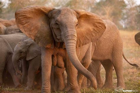 Ijunia Elephant Day Elephant Pictures African Wildlife