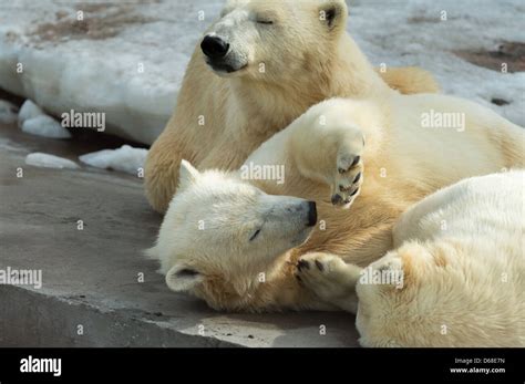 Animals Group Of Polar Bears Mother And Cubs Having A Rest Sleeping
